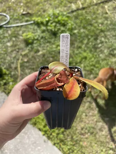 plant/(Veitchii x platy) x veitchii-0-thumbnail