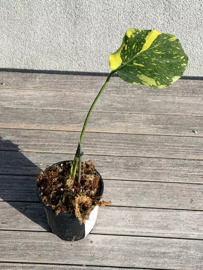 plant/Monstera Electrolyte-2-thumbnail