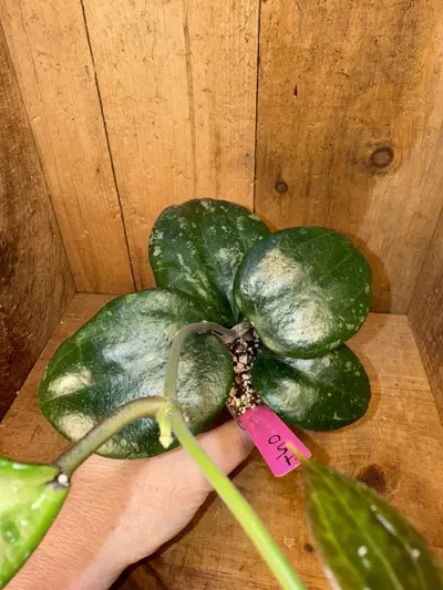 plant/450 Hoya latifolia ‘Snow Queen’ pretty!-1-thumbnail