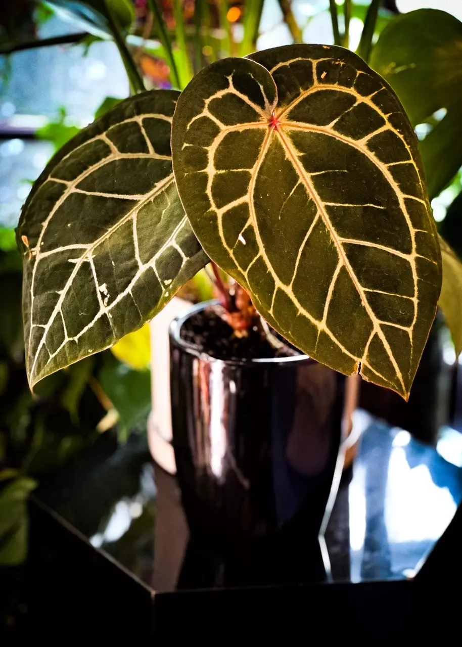 plant/Anthurium Seedling ( Silver Blush x Red Crystallinum - NSE ) x Michelle-5