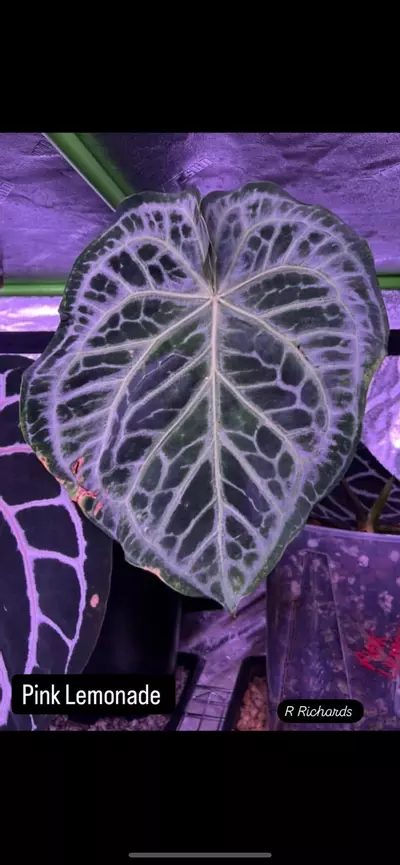 plant/Anthurium Red Crystalinum x Pink Lemonade-3-thumbnail