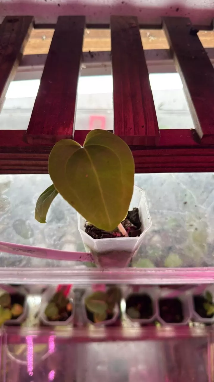 plant/(Mag x Bess aff) x (pap x gy f1)-0