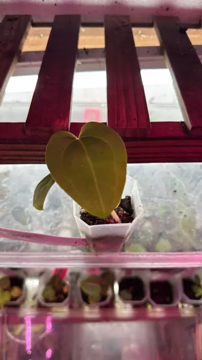 plant/(Mag x Bess aff) x (pap x gy f1)-0-thumbnail