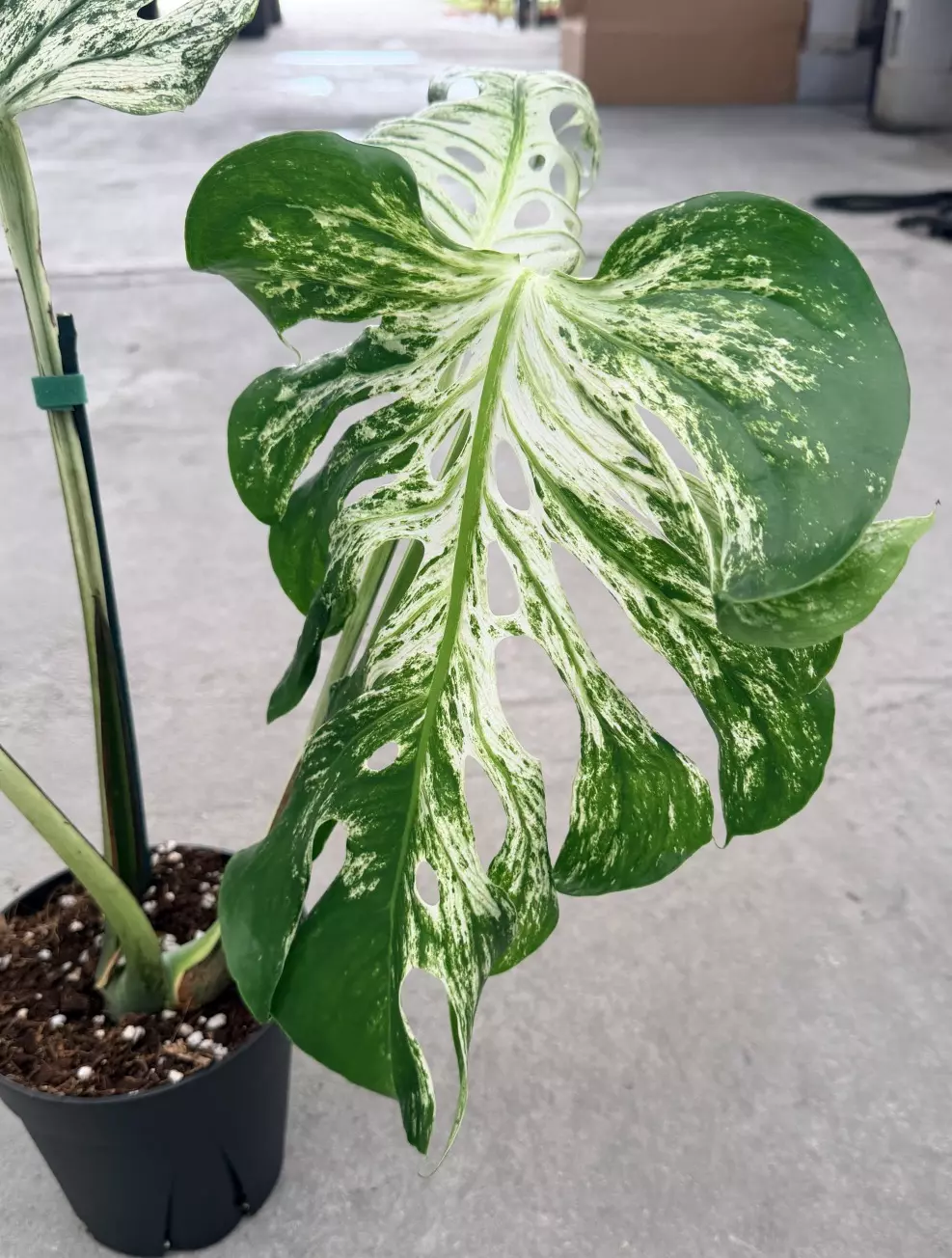 plant/Monstera White Devil Monster-1