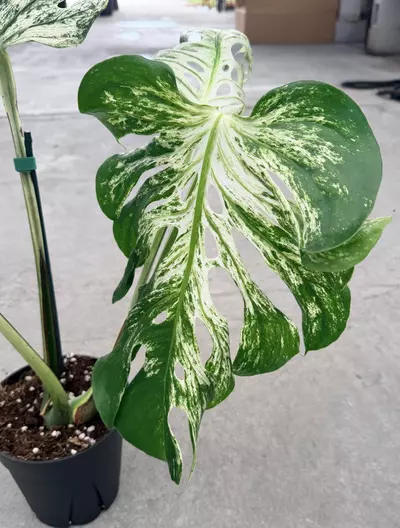 plant/Monstera White Devil Monster-1-thumbnail