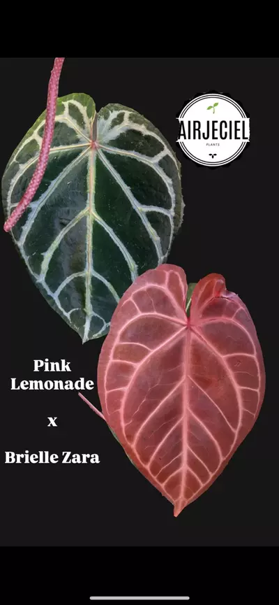 plant/Anthurium Pink Lemonade x Doc Block Brielle Zara #30-2-thumbnail