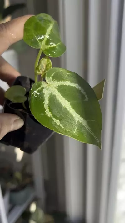 plant/Anthurium Pink Lemonade x Doc Block Brielle Zara #30-1-thumbnail