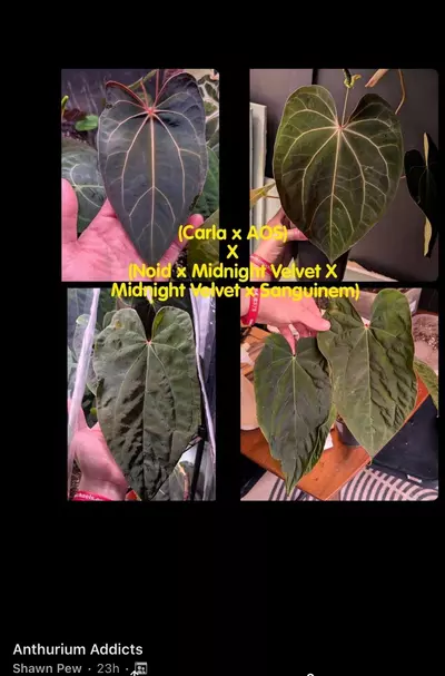 plant/Anthurium Carla/AOS x Midnight Velvet/Mid night velvet Sanguinum #8-2-thumbnail