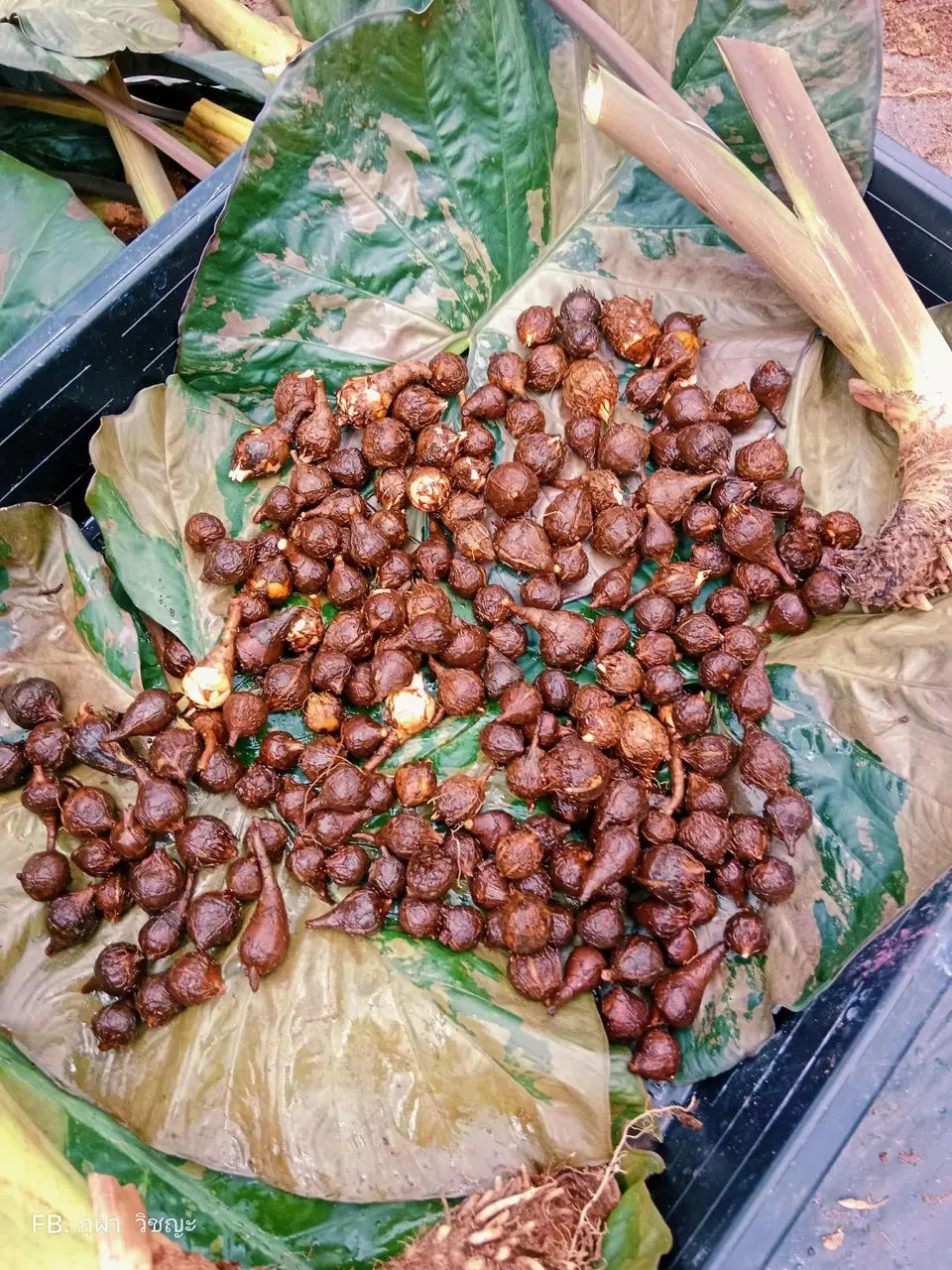 plant/Pink Variegated Alocasia Serendipity Corm-0