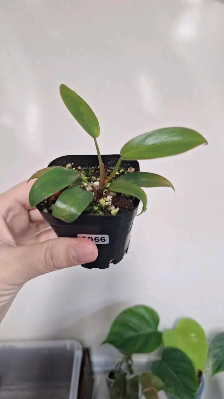 plant/Philodendron Florida Bronze-2