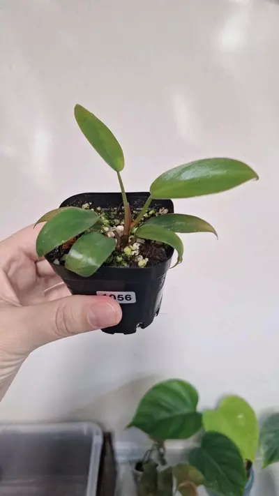 plant/Philodendron Florida Bronze-2-thumbnail