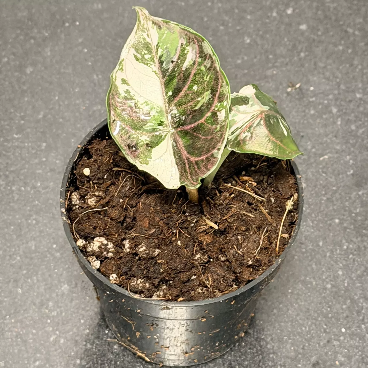 plant/Alocasia pink azlanii-1