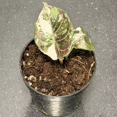 plant/Alocasia pink azlanii-1-thumbnail