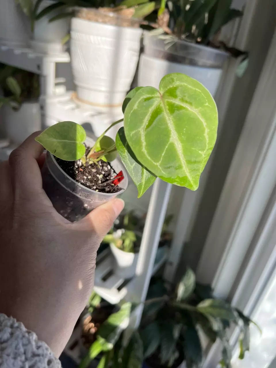 plant/Anthurium Michelle/RC x Pink Lemonade Pap #1-0