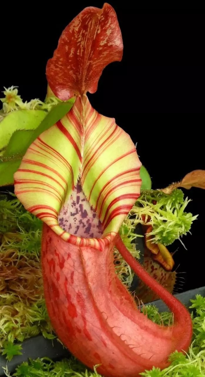 plant/(Veitchii x platy) x veitchii-2