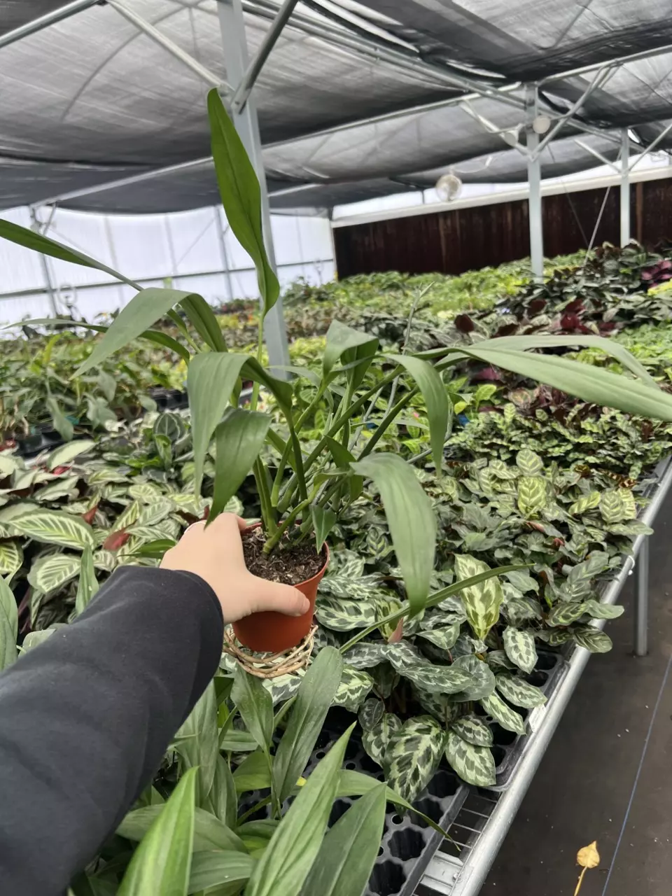 plant/Amplissimum Green 4” pot growers choice-1