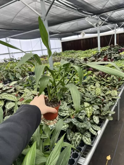 plant/Amplissimum Green 4” pot growers choice-1-thumbnail