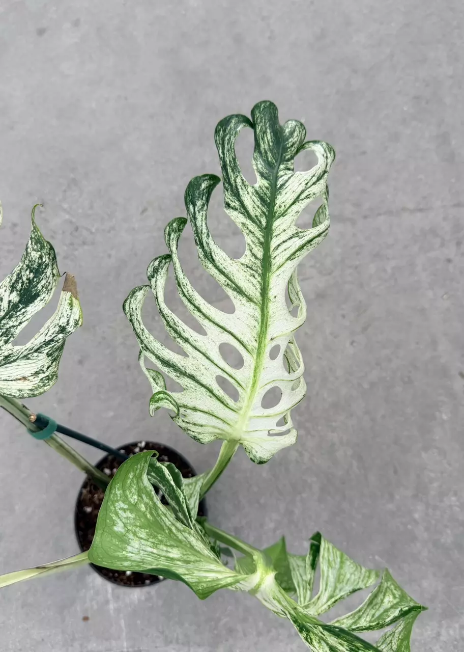 plant/Monstera White Devil Monster-6
