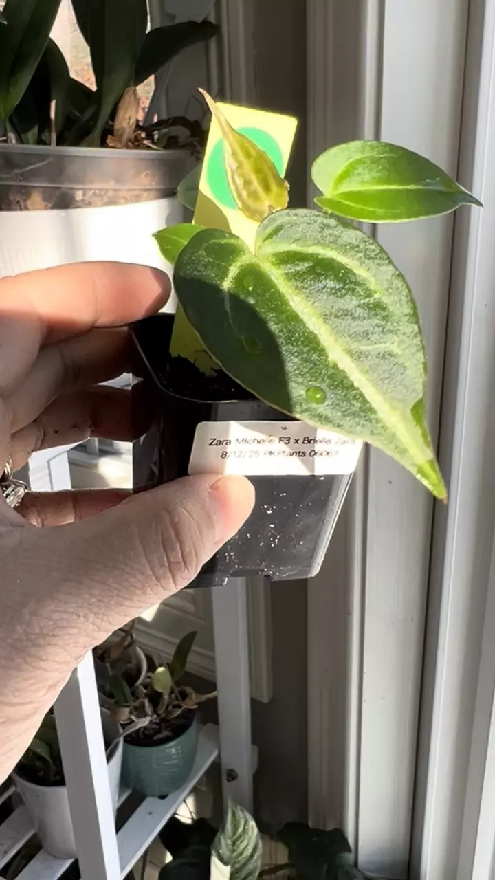 plant/Anthurium Zara Michelle x Brielle Zara #12-1