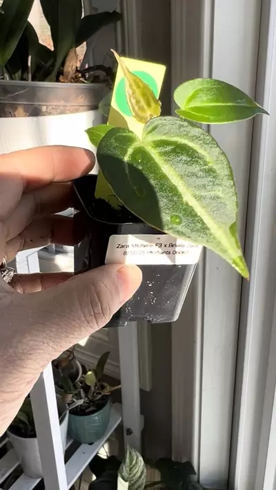 plant/Anthurium Zara Michelle x Brielle Zara #12-1-thumbnail