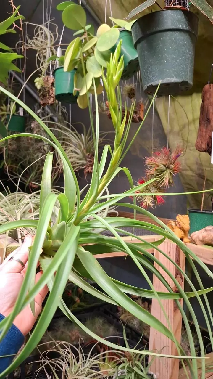 plant/Z55 WYSIWYG Exact Plant XLarge Blooming Roland Gosselnii Air Plant-0