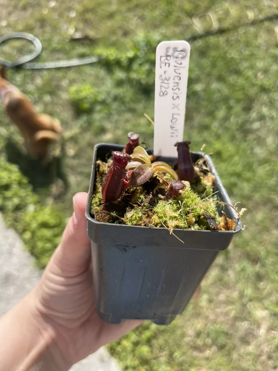 plant/Muluensis x lowii-0