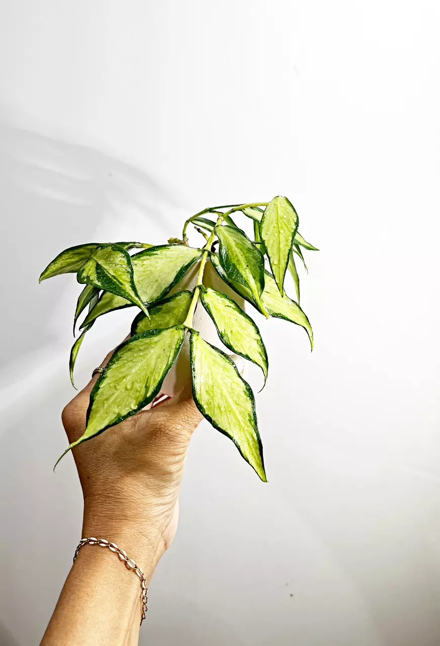 plant/🫟 Hoya Polyneura Inner Variegated-1