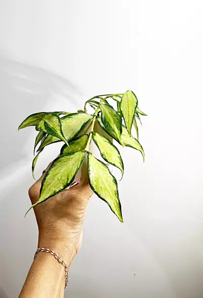 plant/🫟 Hoya Polyneura Inner Variegated-1-thumbnail