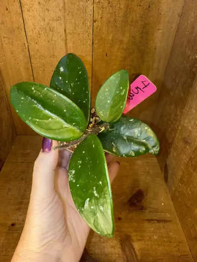 plant/453 Hoya carnosa ‘Stardust’-0-thumbnail