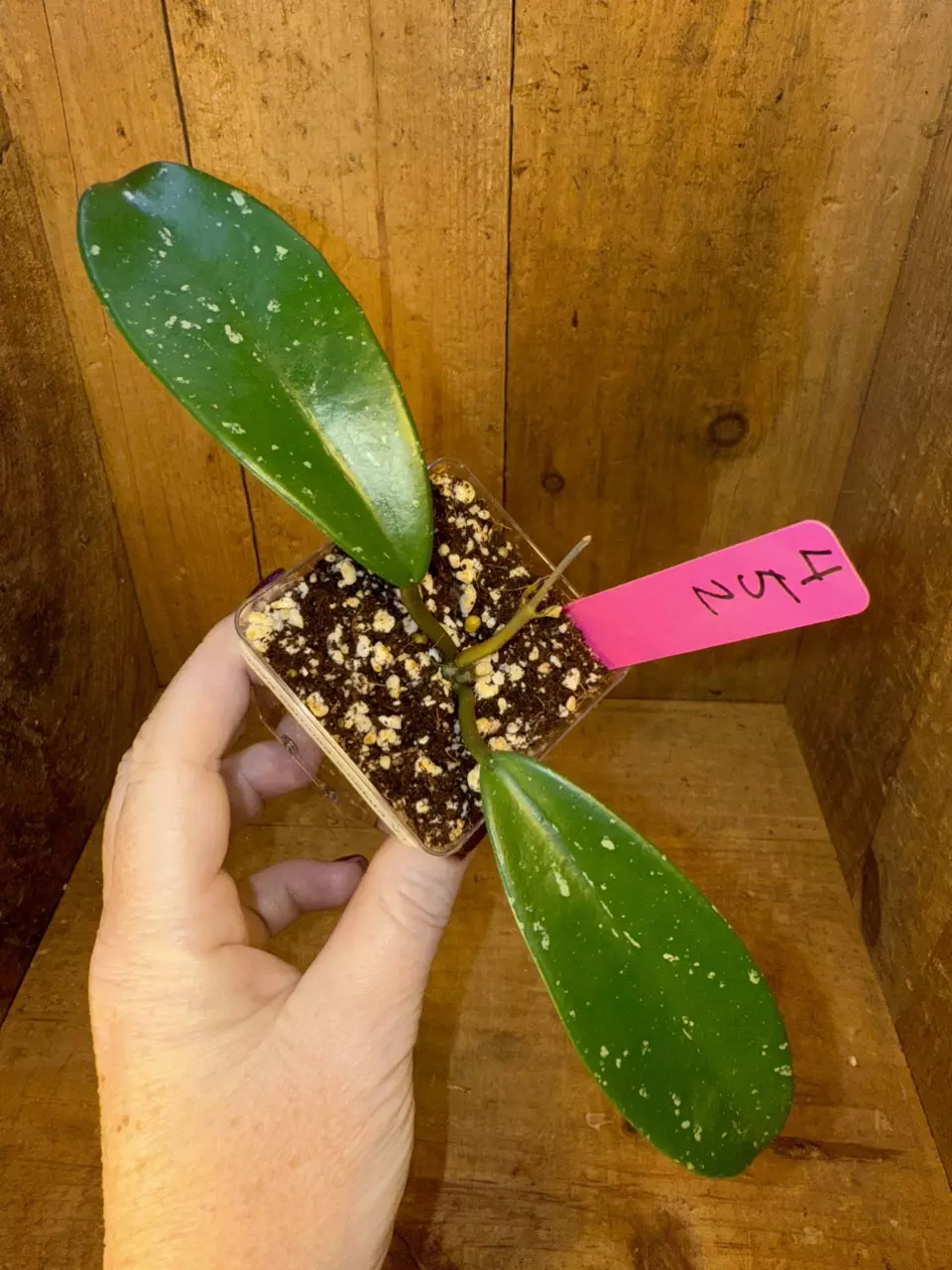 plant/452 Hoya carnosa x celata Vietnam clone-0