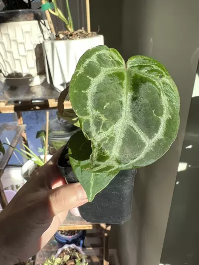 plant/Anthurium Red Crystalinum x Pink Lemonade-0-thumbnail