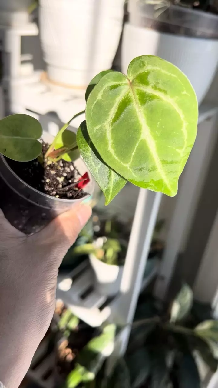 plant/Anthurium Michelle/RC x Pink Lemonade Pap #1-1