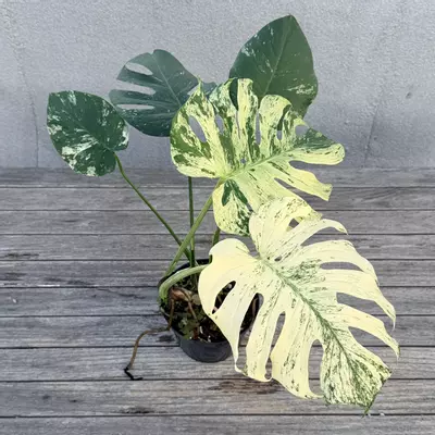 plant/Monstera White Monster-2-thumbnail