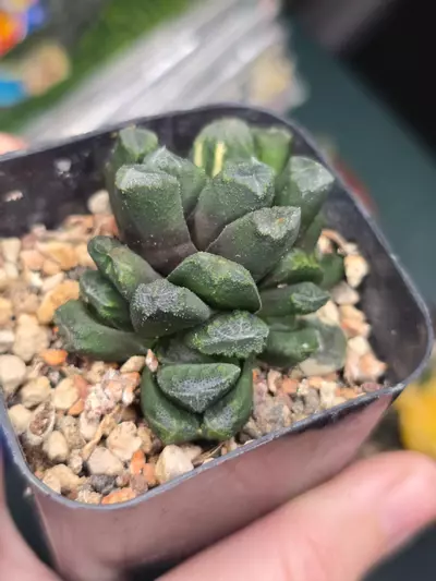 plant/Haworthia Maughanii Variegated (Non Varigated)-0-thumbnail