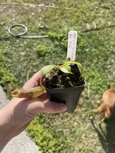 plant/Platy x rob-0-thumbnail