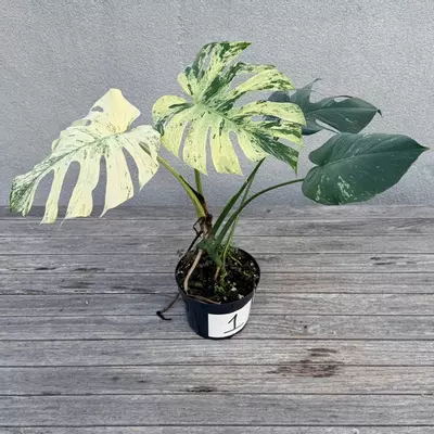 plant/Monstera White Monster-4-thumbnail