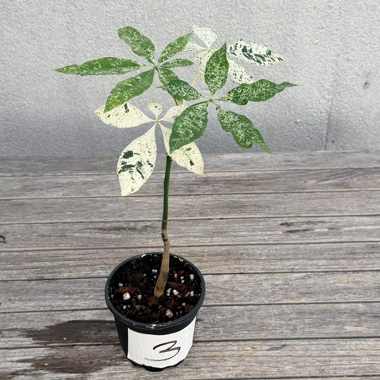 plant/Variegated money tree-2