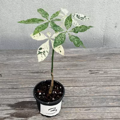 plant/Variegated money tree-2-thumbnail