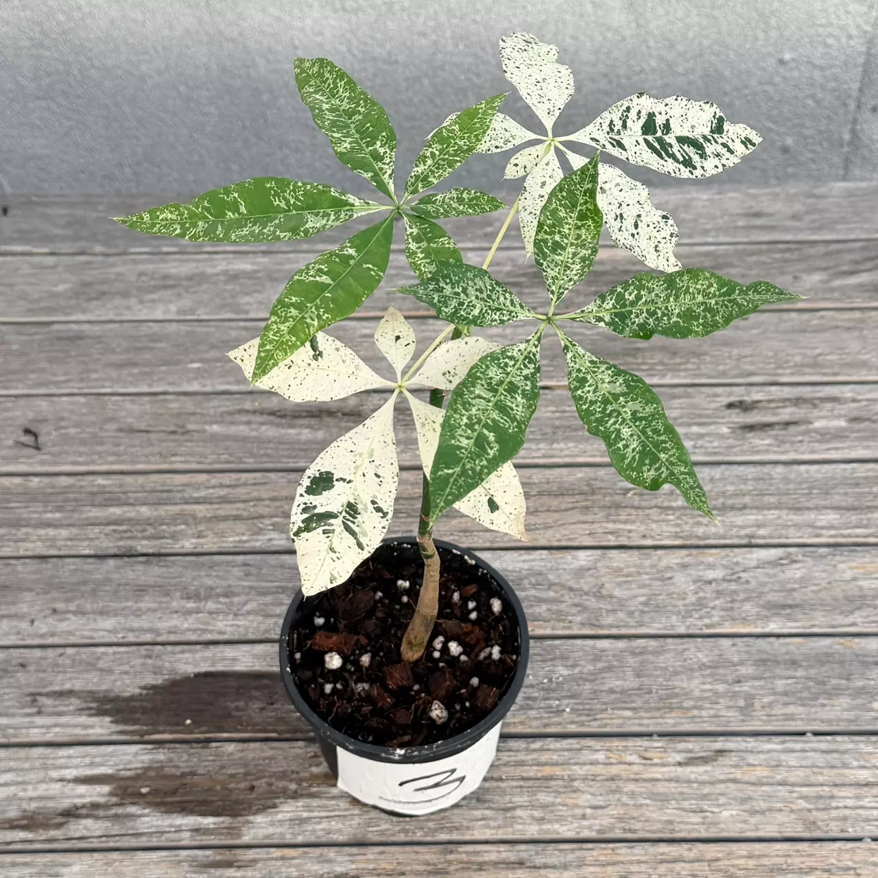 plant/Variegated money tree-1