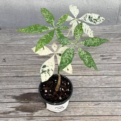 plant/Variegated money tree-1-thumbnail