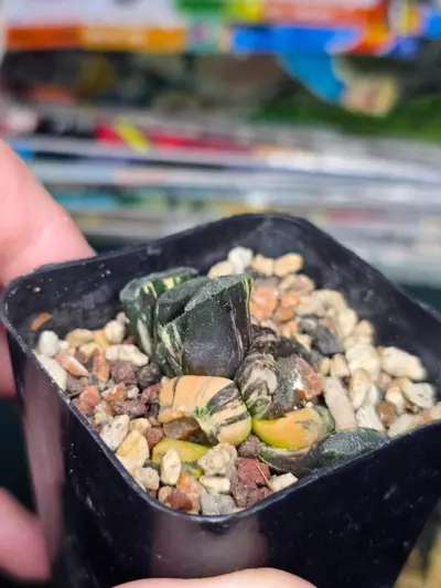 plant/Haworthia Truncata Variegated Small Leaf-2-thumbnail