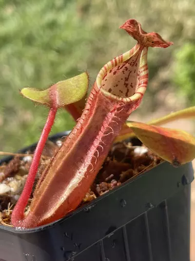 plant/(Veitchii x platy) x veitchii-1-thumbnail