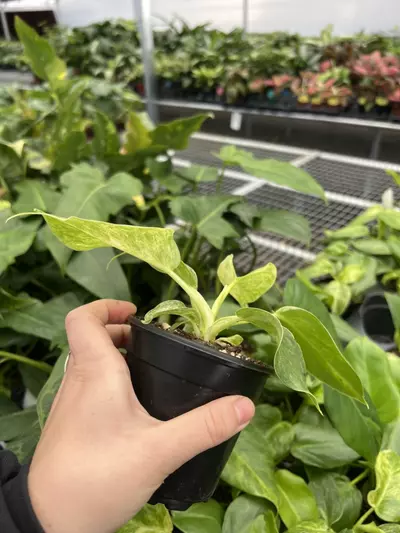 plant/Philodendron Giganteum Blizzard 4” pt growers choice-4-thumbnail