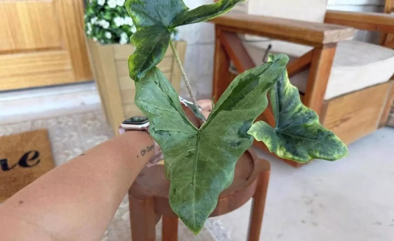 plant/Mint Batwing Corm(s)-0