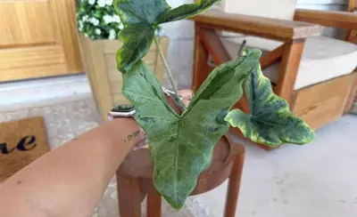 plant/Mint Batwing Corm(s)-0-thumbnail