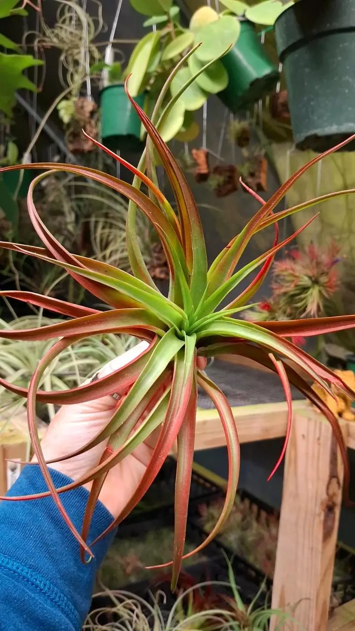 plant/Z54 WYSIWYG Exact Plant Brachycaulos Color Enhanced Air Plant-0