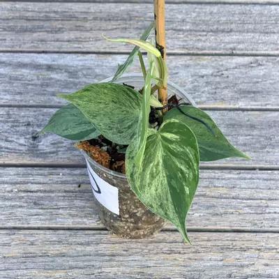 plant/Philodendron variegated heart leaf-3-thumbnail