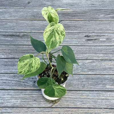 plant/Philodendron variegated heart leaf-1-thumbnail