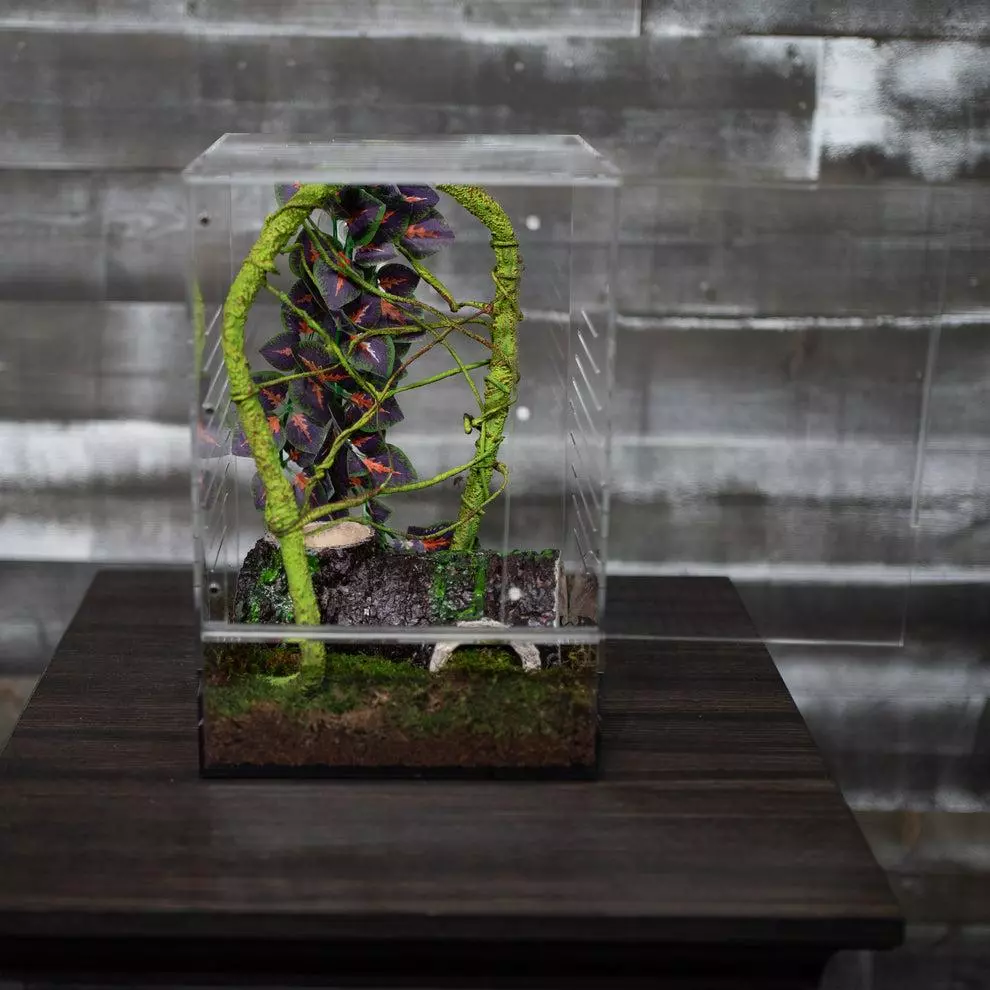 plant/Crested Gecko Complete Starter Kit-5