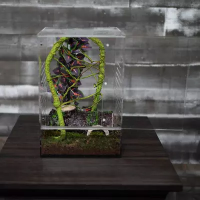 plant/Crested Gecko Complete Starter Kit-5-thumbnail